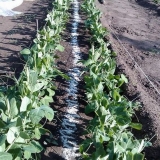 Kako klijati grašak za sadnju